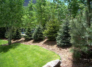 Tree Planting Yard Maintenance, Cape Cod Landscaping Services